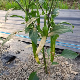 커피한잔의여유님의 기타작물 · 병해충상담 작성글 사진