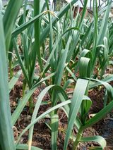 팜모닝 자유주제·자유게시판 게시글 이미지