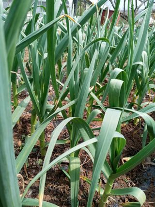 두릅나무16580님의 자유주제 · 자유게시판 작성글 사진