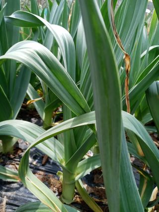 두릅나무16580님의 자유주제 · 자유게시판 작성글 사진