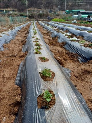 잔디만리님의 감자 · 영농일지 작성글 사진