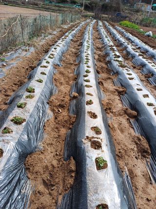 잔디만리님의 감자 · 영농일지 작성글 사진