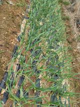 팜모닝 마늘·영농일지 게시글 이미지