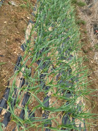 이석기님의 마늘 · 영농일지 작성글 사진