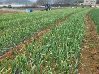 이석기님의 마늘 · 영농일지 작성글 사진