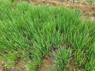 이석기님의 마늘 · 영농일지 작성글 사진