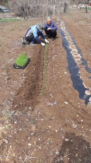향양농장 사랑합니다님의 파 · 자유게시판 작성글 사진