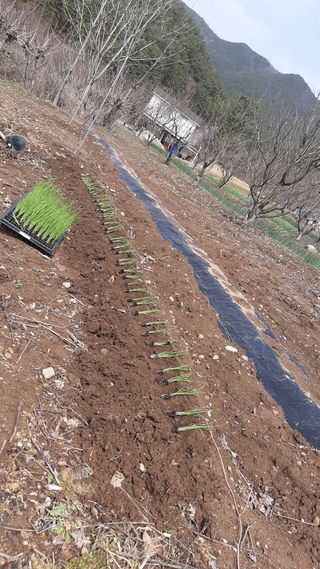 향양농장 사랑합니다님의 파 · 자유게시판 작성글 사진