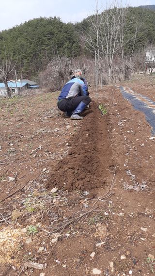 향양농장 사랑합니다님의 파 · 자유게시판 작성글 사진