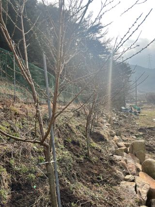 도곡님의 자유주제 · 자유게시판 작성글 사진