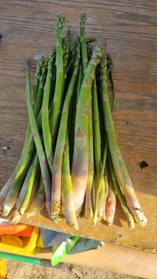 이정식님의 4월 농사계획 공유해요 · 참여글 작성글 사진