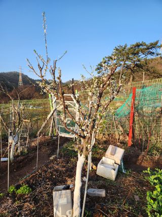 내 사랑색소폰님의 4월 농사계획 공유해요 · 참여글 작성글 사진