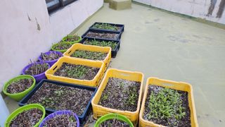 복숭아11454님의 4월 농사계획 공유해요 · 참여글 작성글 사진