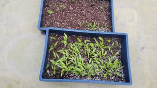 복숭아11454님의 4월 농사계획 공유해요 · 참여글 작성글 사진