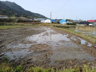 전영일님의 벼 · 영농일지 작성글 사진