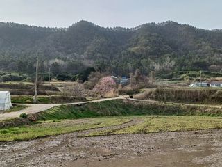 전영일님의 벼 · 영농일지 작성글 사진