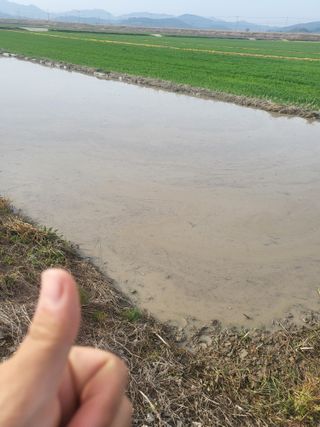 김영진(전남영광)님의 벼 · 자유게시판 작성글 사진