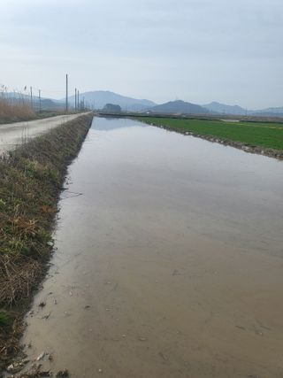 김영진(전남영광)님의 벼 · 자유게시판 작성글 사진