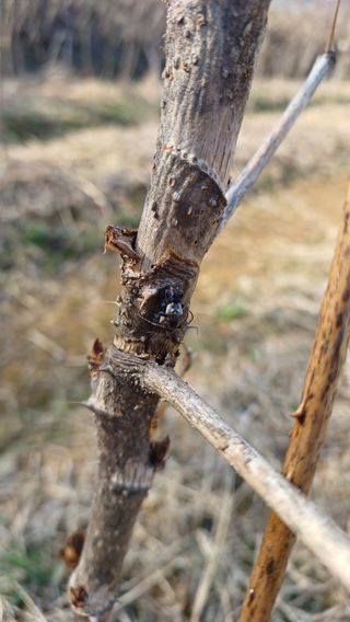 향촌님의 두릅 · 병해충상담 작성글 사진
