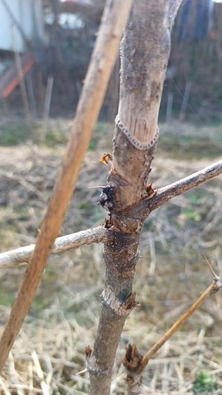 향촌님의 두릅 · 병해충상담 작성글 사진