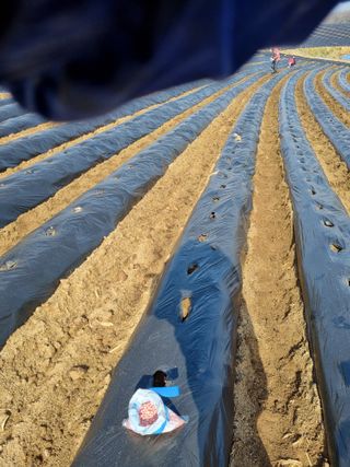 그린1505님의 옥수수 · 영농일지 작성글 사진