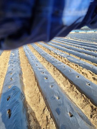 그린1505님의 옥수수 · 영농일지 작성글 사진