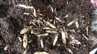 파머스팜X유성천마님의 자유주제 · 자유게시판 작성글 사진