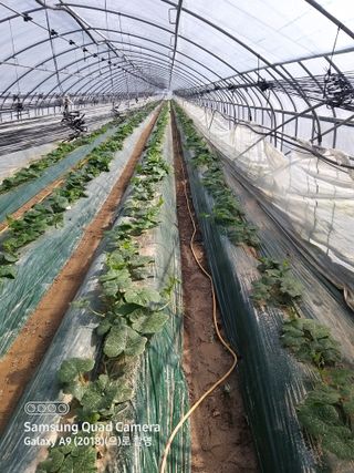 알 수 없음님의 호박 · 자유게시판 작성글 사진