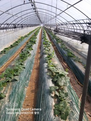 알 수 없음님의 호박 · 자유게시판 작성글 사진