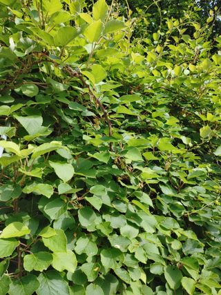 김갑임님의 자유주제 · 사진전 작성글 사진