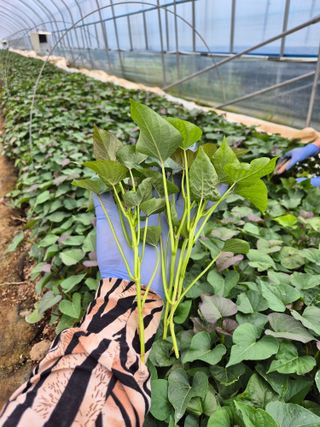 김동수님의 고구마 · 자유게시판 작성글 사진