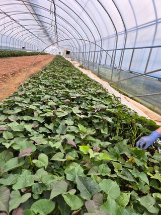 김동수님의 고구마 · 자유게시판 작성글 사진
