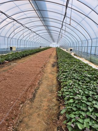 김동수님의 고구마 · 자유게시판 작성글 사진