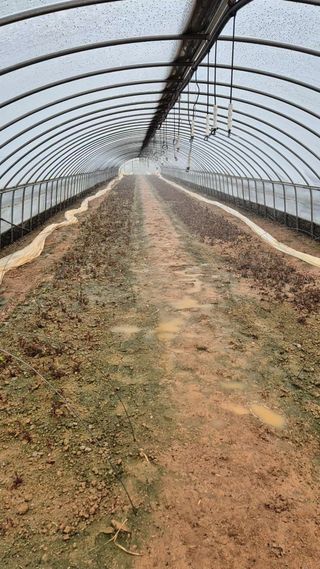 김동수님의 고구마 · 자유게시판 작성글 사진