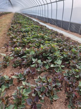 김동수님의 고구마 · 자유게시판 작성글 사진