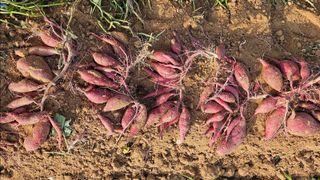김동수님의 고구마 · 자유게시판 작성글 사진
