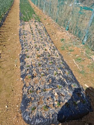 이기수님의 4월 농사계획 공유해요 · 참여글 작성글 사진