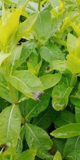 팜모닝 기타작물·병해충상담 게시글 이미지