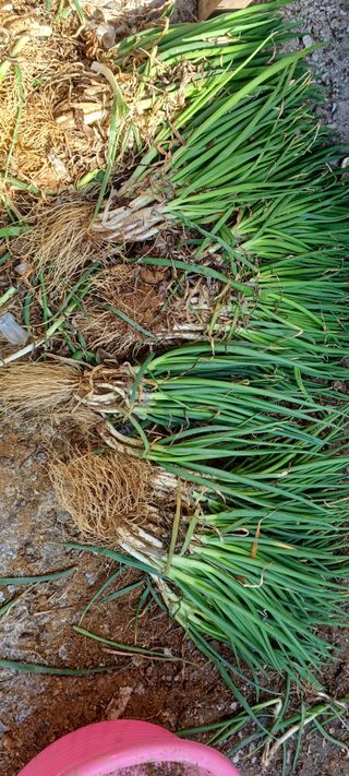 보령 게으른농부님의 자유주제 · 자유게시판 작성글 사진