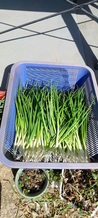 보령 게으른농부님의 자유주제 · 자유게시판 작성글 사진