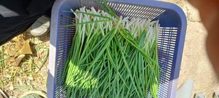 보령 게으른농부님의 자유주제 · 자유게시판 작성글 사진