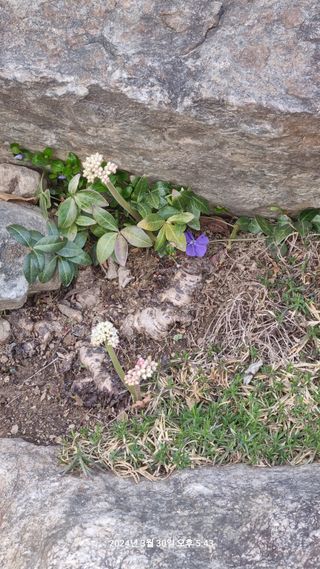 양구 촌놈님의 자유주제 · 자유게시판 작성글 사진