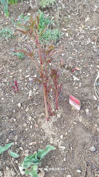 양구 촌놈님의 자유주제 · 자유게시판 작성글 사진