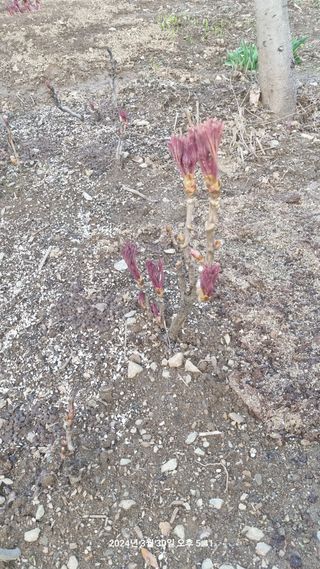양구 촌놈님의 자유주제 · 자유게시판 작성글 사진