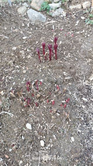 양구 촌놈님의 자유주제 · 자유게시판 작성글 사진