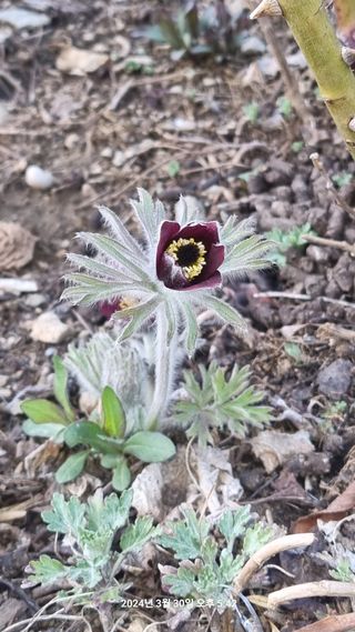 양구 촌놈님의 자유주제 · 자유게시판 작성글 사진