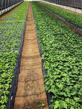 팜모닝 4월 농사계획 공유해요·참여글 게시글 이미지