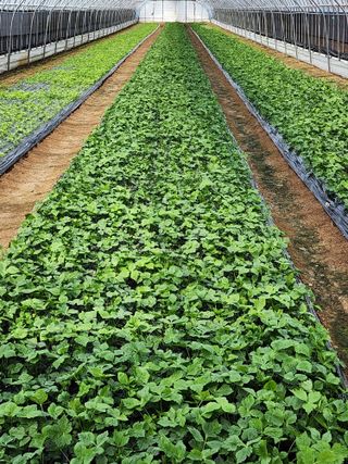 서래뜰김법사님의 4월 농사계획 공유해요 · 참여글 작성글 사진