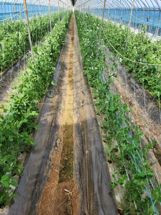 서래뜰김법사님의 4월 농사계획 공유해요 · 참여글 작성글 사진