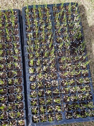 김건호님의 파 · 영농일지 작성글 사진